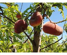 Albero Pesco Piatto (Platicarpa) Vaso 16cm H 140-170cm - Pianta da Frutto, Pianta Vera, Pianta già Innestata.