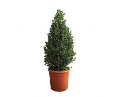 KENTIS - Bosso Pianta Ornamentale Cono - Buxus Microphylla Faulkner - Piante Vere da Esterno Sempreverdi Resistenti - H 80-100 cm Vaso Ø 24 cm
