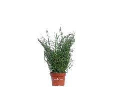 Pianta di Juncus Effusus Spiralis Pianta di Giunco pianta da esterno pianta di Giuco Spirale pianta acquatica pianta ornamentale pianta vera venduta da eGarden.store
