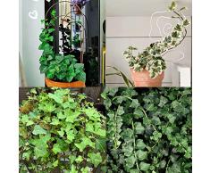 600 pezzi decorazione di edera edera verde pianta da interno semi appesi - serie di piante rare - mescolare piante rampicanti piante in vaso piante resistenti perenni piante da interno resis