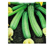 Lovelegis Semi Zucchino Genovese Cucurbita Pepo Zucchine 65 Sementi Circa Idea Regalo Natale Festa Agricoltura Verdura Orto Giardino Coltivazione Culinaria Pianta Coltivare Terra Freschezza Aroma