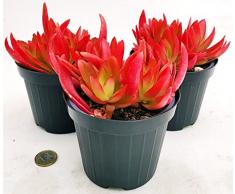 POWERS TO FLOWERS - PIANTA GRASSA, ECHEVERIA ROSSA NATURALE VULCANO VASO 11CM DIAMETRO, 3 PIANTE, piante vere
