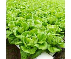 Semi lattuga invernale Verdure di lattuga iceberg Verdure invernali Semi di lattuga asiatica Semi di lattuga tappezzanti rustici Lattuga invernale Lattuga Semi insalata lattuga freschi 300 pezzi