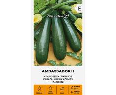 Zalia stotele | ZUCCHINE - AMBASSADOR H Semi | Semi di ortaggi | Semi Di Zucchine | Semi di piante | Semi da giardino | 1 pacchetto