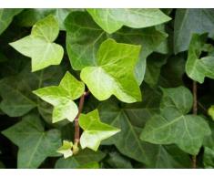 Edera comuneHedera helix pianta rampicante in vaso h. 60/80 cm con canna