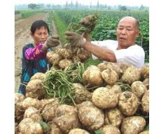 10pcs Yam semi del fagiolo molto dolce frutta e verdura Piante, sementi di ortaggi cinese patata dolce