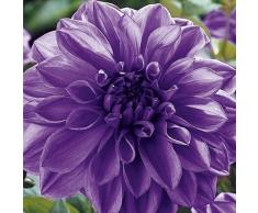 2Pezzi lampadina Viola Dalia Bulbi Bella Perenne Dahlia Bulbi di Fiori Bonsai Pianta DIY Giardino di Casa