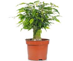 Ficus benjamina Green Kinky Fico Piangente Pianta dAppartamento Viva 14 cm
