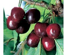 CILIEGIO SIMILE-PRUNUS AVIUM- DURONA CON I FRUTTI GROSSI - albero da frutto da esterno pianta vera
