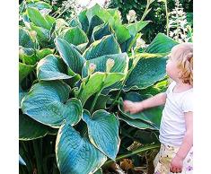 COOTO Hosta Pianta – Rizoma Hosta Minke – Hosta Bulbi Fiori Perenni da Esterno - Bulbi Fiore Hosta – Pianta Hosta - Semi Fiori Perenni Giardino – Hosta Piante Vere da Esterno