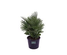 Pianta di Chamaerops Humilis Compacta Pianta di Palma pianta da esterno pianta di Palma da giardino pianta ornamentale di Chamaerops Humilis Compacta pianta vera di Chamaerops venduta da eGarden.store