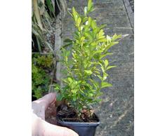 3 Piante X Box Buxus sempervirens sempreverde in 7 Pentole Cm