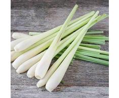 Lemon Grass (Cymbopogon Flexuosus Citratus) 100 Annual Perennial Herb Seeds.