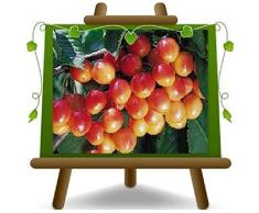 Ciliegio Dolce Napoleon Pianta da frutto su vaso da 26 - albero max 200 cm -4 anni