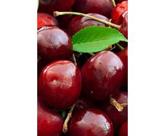 Albero di Ciliegio pianta di ciliegia varietà Bigarreau Moreau Età 2 anni in vaso pianta vera di ciliegio venduta da eGarden.store