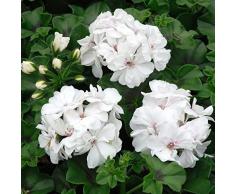 Fresh 20 Semi - Semi Edera Foglia Geranio Fiore Bianco