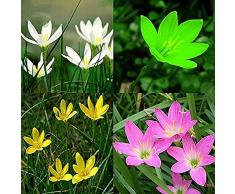 10 Pezzi Mix Zephyranthes Bulbi Tuberi Perenni per Piantare Fiori Altamente Ornamentali Giardino Terrazza Cortile Decorativo Bouquet di Fiori Recisi