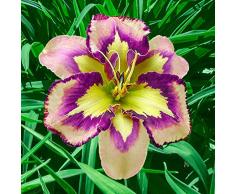 Bulbi Fiori Perenni Hemerocallis | Bulbi Di Hemerocallis | Pianta Di Hemerocallis | Perenni Da Esterno Fiori Perenni Pianta Rara,Fiore Greening (5 PCS,NO.2)