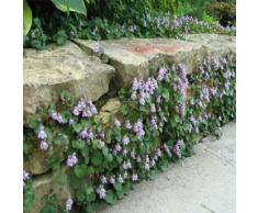 200 semi di edera Semi Kenilworth Ground Cover