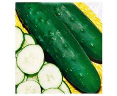 Lovelegis Semi Cetriolo Mezzo Lungo Marketmore 76 Cucumis Sativus Semi agricoli Cetrioli Mezzi Lunghi 200 Sementi Circa pianta sano orto genuino fresco biologico ricette salute saporito prelibato