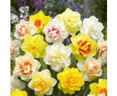 Decorazioni Paesaggistiche Profumate,Bulbi Di Narciso A Fiore Grande,Bulbi Di Narciso,Narcisi, Possono Decorare Bonsai,Daffodil Bulbi-15 Lampadine,c