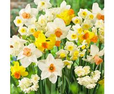 Collezione di bulbi di narcisi profumati (25 bulbi di narcisi), perenni e resistenti, mix di bulbi da fiore dallOlanda per giardino e vaso, 6-7 varietà (senza semi, non artificiali)
