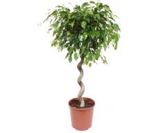 Pianta dappartamento da Botanicly – Fico Benjamin – Altezza: 130 cm – Ficus benjamina Exotica