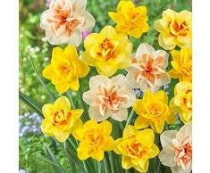 Decorazioni Paesaggistiche Profumate,Bulbi Di Narciso A Fiore Grande,Bulbi Di Narciso,Narcisi, Possono Decorare Bonsai,Daffodil Bulbi-3 Lampadine,a