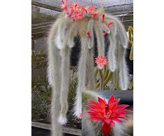 zumari Semi di albero di Camellia Sinensis