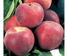 ALBERO DI PESCO -PRUNUS PERSICA-IRIS ROSSO- pianta vera da frutto da esterno