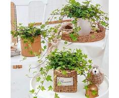 Semi di edera/Pianta di edera,Piante da balcone,Piante rampicanti Resistenti,Vera pianta pensile,Pianta da appartamento di edera,Piante esotiche,Giardino regalo-30 pezzi