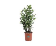Pianta di Alloro Pianta di Laurus Nobilis pianta di Alloro ornamentale pianta aromatica pianta vera di Alloro venduta da eGarden.store (Alloro vaso 24 cm)