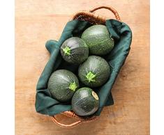 150 semi di zucchine semi di verdure invernali semprevivo piante da orto resistenti semi di zucchine sistema di coltivazione idroponica semi di zucchine piante da vasca resistenti zuchini