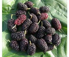 PIANTA ALBERELLO DA FRUTTO ALBERO DI GELSO NERO 144.2