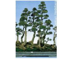 Tropica - Bonsai - pino australiano (Casuarina equisetifolia) - 200 semi
