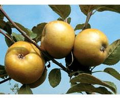 1 PIANTA di MELO Renetta RUGGINE Grigia di TORRIANA Albero da FRUTTO