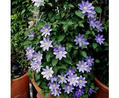 PERZOE 25Pcs Blue Clematis Seeds Bonsai Semi di piante in vaso Pianta da giardino rampicante Semi di fiori ornamentali Semi