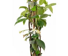 Vivai Frediani. Gelsomino Rampicante. Categoria Piante Vere da Esterno. Gelsomino Pianta Rincospermum Detto anche Falso Gelsomino. 150 cm Vaso 18 kG 3