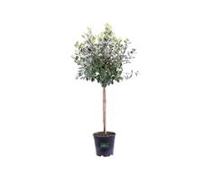 Pianta di Feijoa Albero di Feijoa Acca Sellowiana pianta da frutto di Feijoa pianta vera venduta da eGarden.store (Feijoa Alberello vaso 21cm)