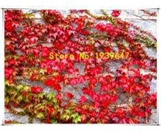 Bloom Green Co. 100pcs / pack colorate di Boston edera Semi giapponese pianta rampicante rampicante Seedfor giardino domestico di DIY allaperto piante da seme: Nero