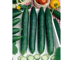 Verdura - Cetriolo - Burpless Tasty Green F1 - 15 Semi - Prima Classe Spedizione