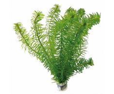 2 x mazzo di alga ossigenante con peso = 10 gambi di Elodea densa, pianta viva da stagno, piante acquatiche anche da acquario