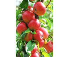 ALBERO DI MELO SIMILE-MALUS DOMESTICA- SUCCOSO ANNURCA- pianta vera da frutto da esterno