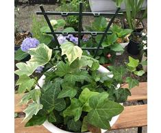 lulalula, Supporto per Piante da Giardino, in plastica, per Fai da Te, Mini graticcio per rampicanti, Verde Scuro