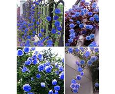Esotico Fiore Semi cielo blu giardino fiorito rosa rampicante Pianta ornamentale giardino bonsai in vaso Planta facile da coltivare 200pcs / bag