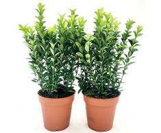 POWERS TO FLOWERS - EUONYMUS GREEN SPIDER, 2 PIANTE, BUXUS, BOSSO, VASO 13CM DIAMETRO, piante vere