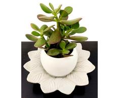 CRASSULA OVATA, ALBERO DI GIADA, IN DOPPIO VASO CERAMICA, pianta vera