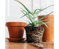 Vonderweid - Piantina Aloe Arborescens Piccola Radicata e Invasata in vaso da 12 cm | Pianta Aloe Arborescens di 1 - 2 anni | Pianta Ornamentale da Coltivazione Italiana a Cielo Aperto
