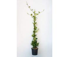 PLANTI’ Piante vere da esterno | GELSOMINO Rincospermun | Piante da giardino Gelsomino rampicante, piante da esterno vere e piante rampicanti da esterno diametro vaso 17 cm altezza 130 cm