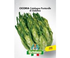 Sementi orticole di qualità lortolano in busta termosaldata (160 varietà) (CICORIA CATALOGNA PUNTARELLE DI GALATINA)